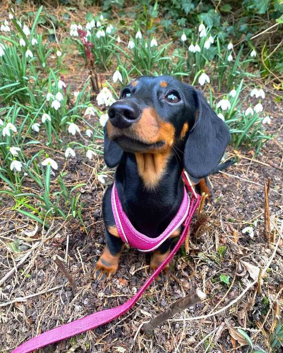 Шикарні таксята від яскравих шикарних батьків