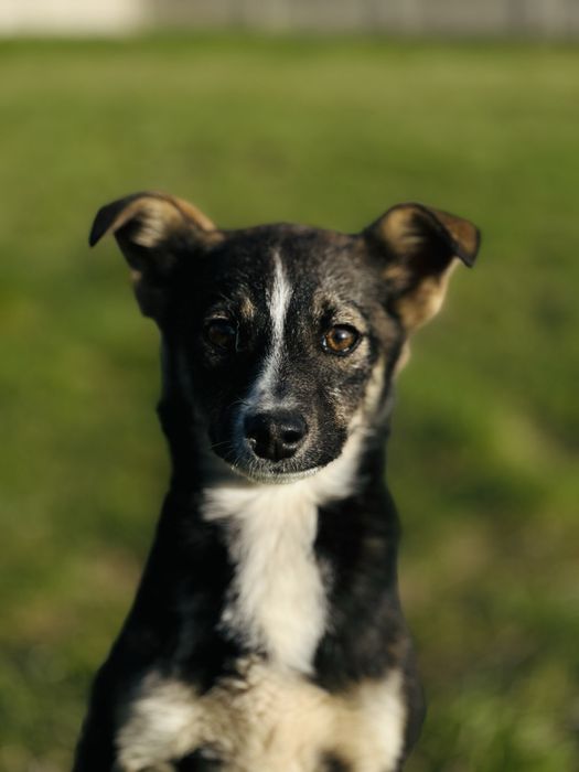 Собачка дівчинка прилаштування