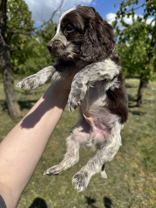 Бомбезний хлопчик Англ кокер