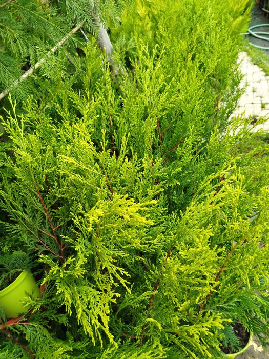 Cupressos dourados para sebes ou ornamentacos