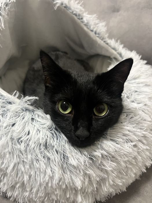 Віддам кицю в добрі руки