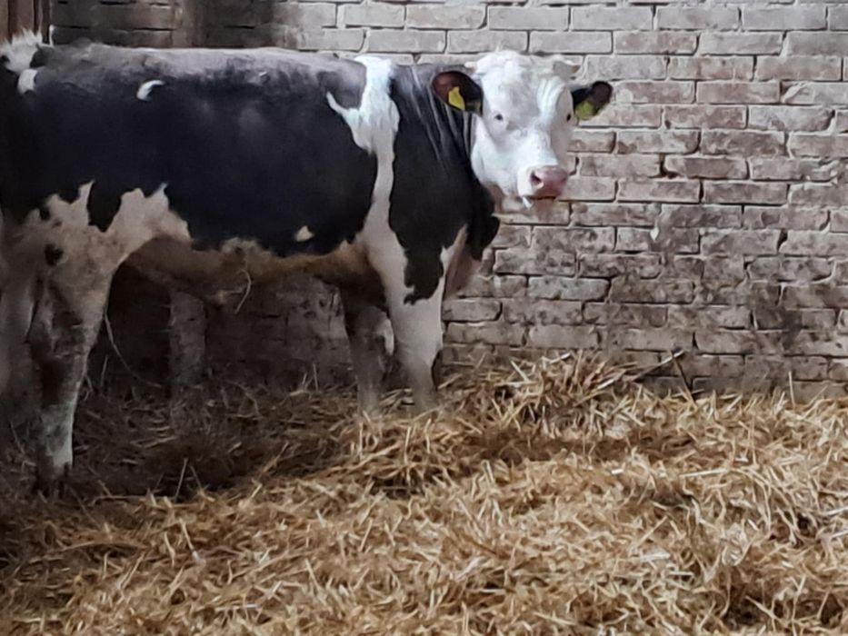 Byczek, byczki, odsadki