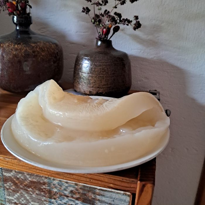 Matka octowa, starter, żywy ocet