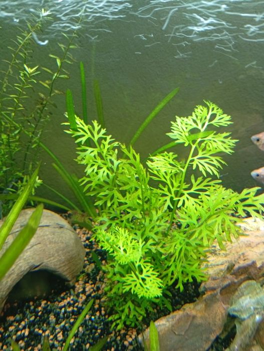 Várias plantas para ceder