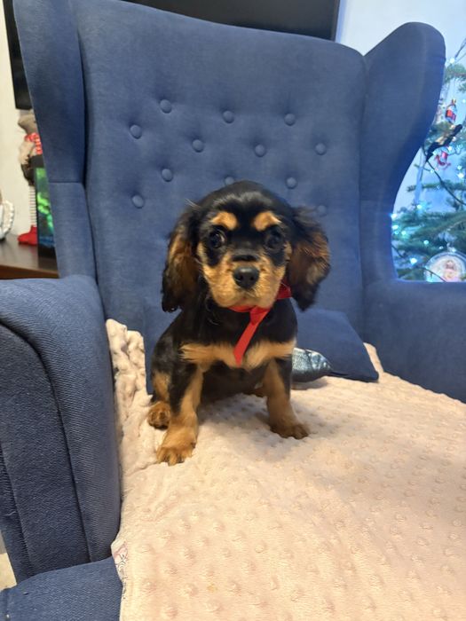 Cavalier King Charles Spaniel suczka.