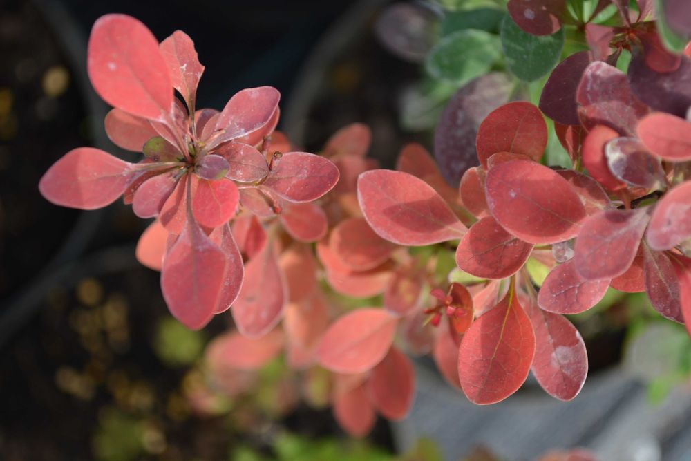 Berberys Thunbetga Atropurpurea