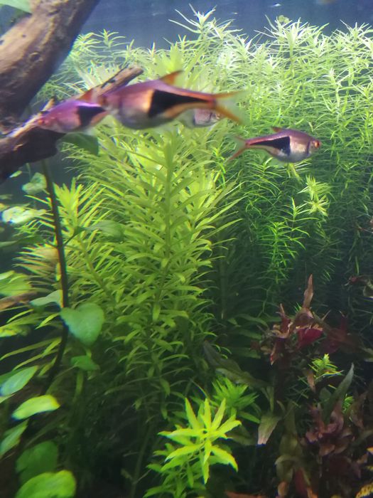 Limnophilia aromatica