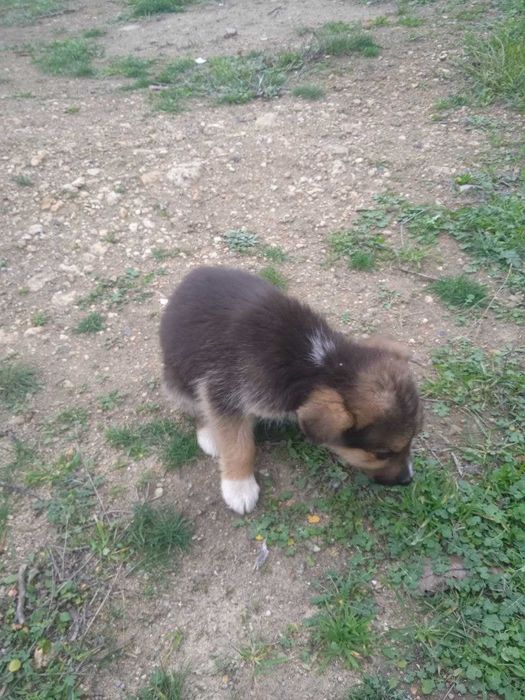 Цуценята (дворові)