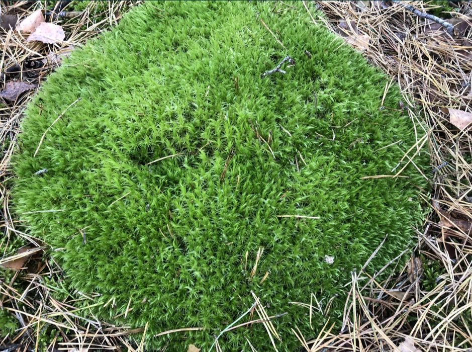 Лісовий живий мох