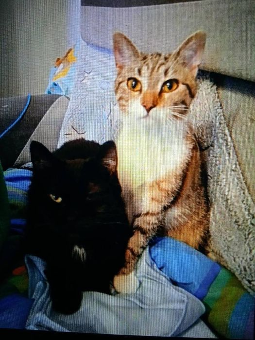 Zaginęła kotka Lena