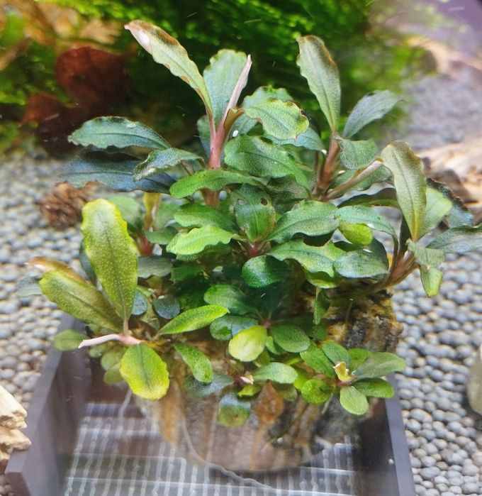 Акваріумні рослини