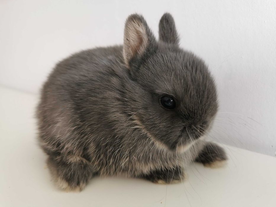 Mini coelhos anões hôlandes e mini toy desparasitados e vacinados