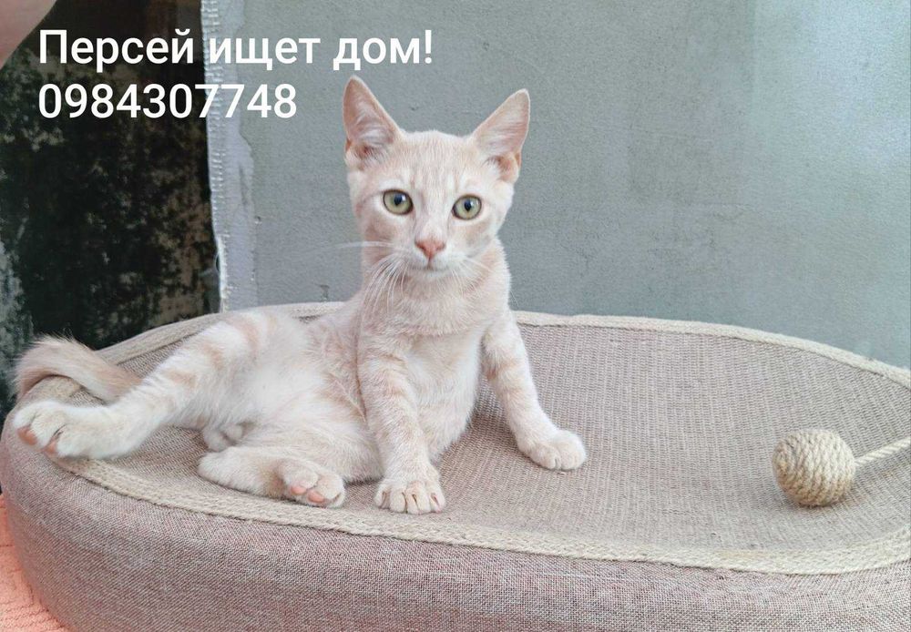 Ласковый ручной малыш Персей ищет дом!