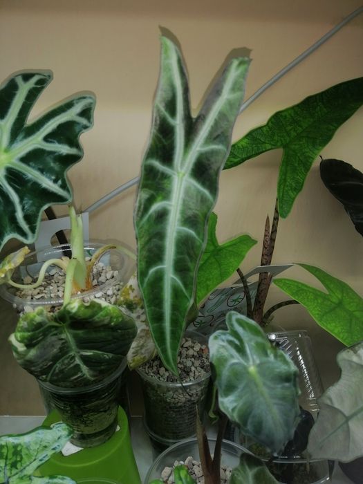 Алоказия много сортов. Нобилис, блек стем, лонгилоба пёрпл.