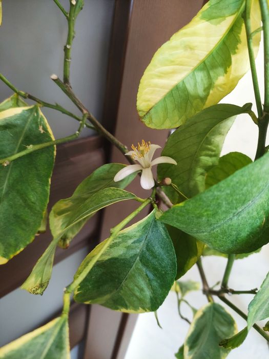 Строкатий.     лимон