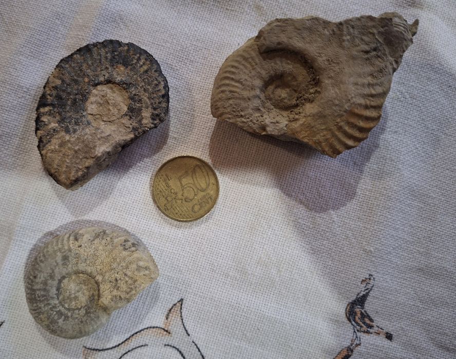 Conjunto de Fósseis de Amonite