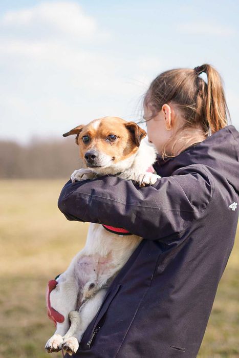 Uroczy Precelek w typie jack russell terriera szuka domu!