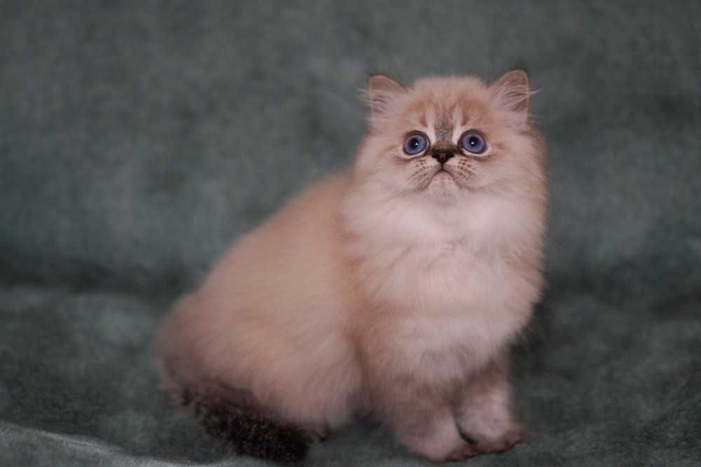 Шикарна ШОУ дівчинка Зумба з документами