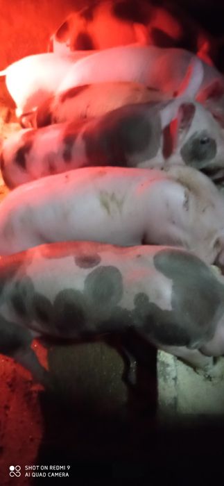 Продам поросята породи французький петрен