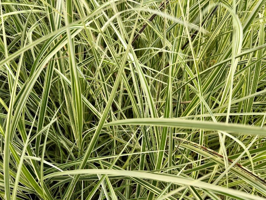 Miskant 'Rigoletto' Biało zielone liście (Miscanthus sinensis) 2L