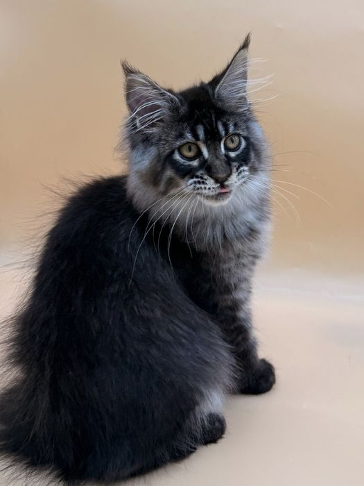 Мейн кун котенок девочка