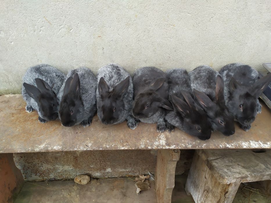 Продаю кролі Полтавське срібло