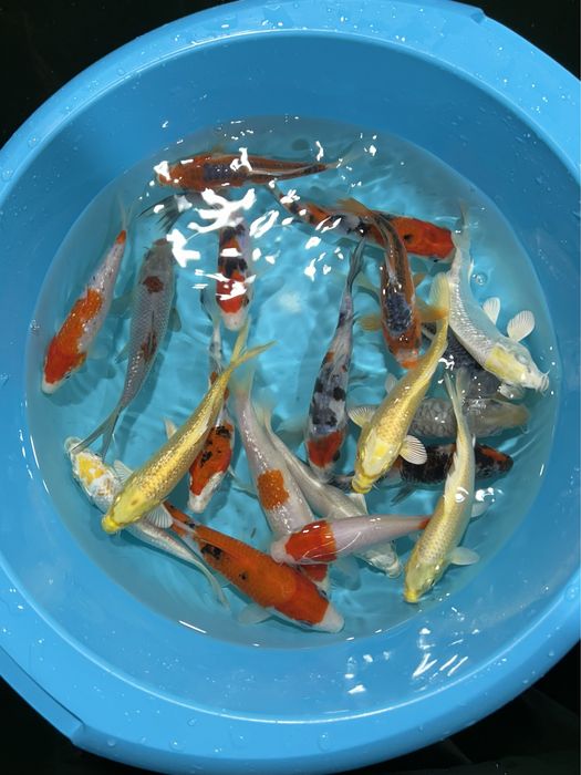 Carpas koi 15-20cm - Faço Envios!