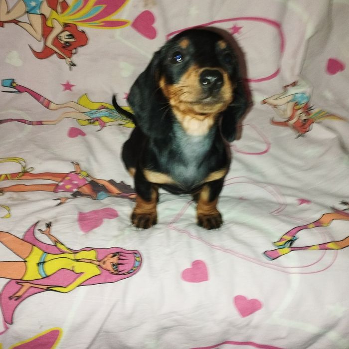 Щенки таксы. Чистокровные