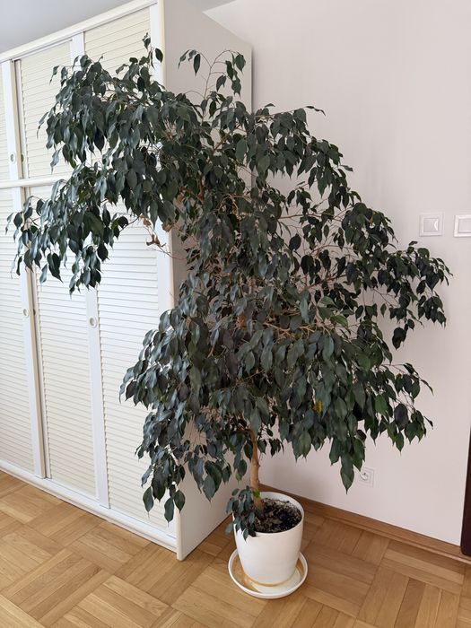 Fikus benjamin ok. 190 cm