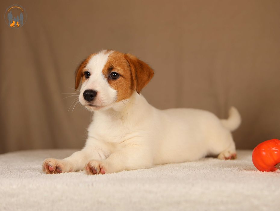 Jack Russell Terrier ZKwP FCI piękna grzeczna, w. złamany