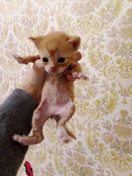 Кошенята,кошеня ,котята.