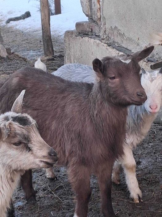 Молоді козочки , цапки
