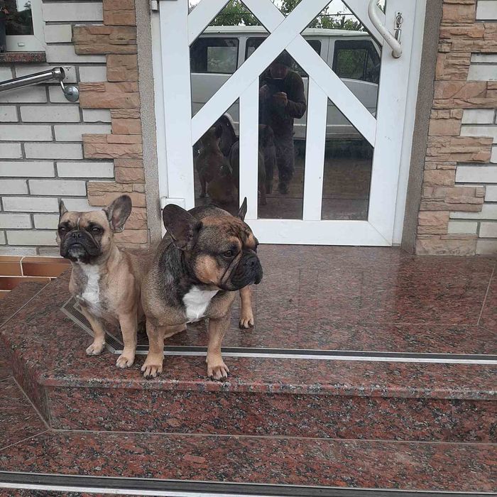 Французький бульдог в'язка