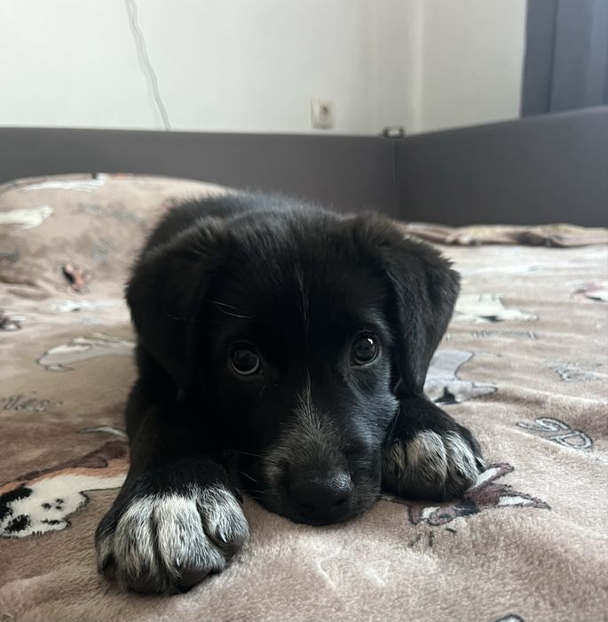 Песик шукає родину