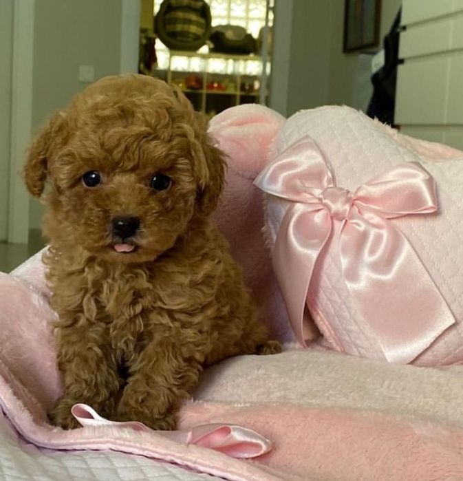 Хлопчик красунчік той пудель "