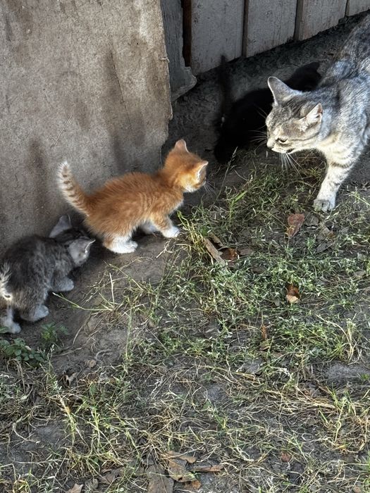 Кошенята, троє, Може зто хоче ,привезу у гарні, добрі руки!