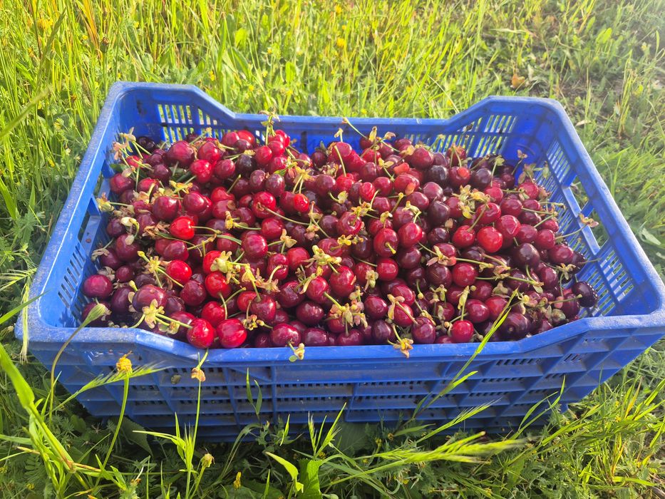 Cereja produtor 5 euros kg negociavel para grandes quantidades