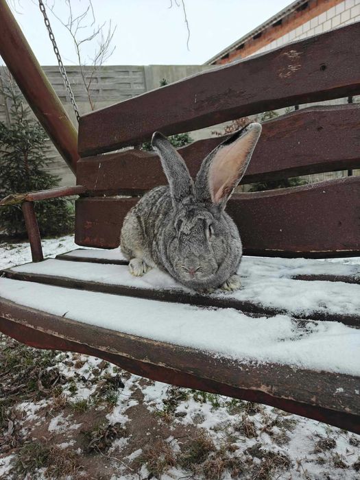 Króliki samce samice zdrowe