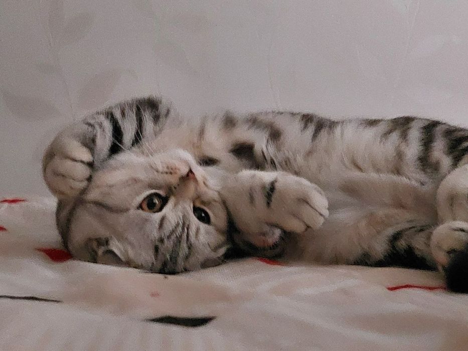 Вязка шотландсткого висловухого