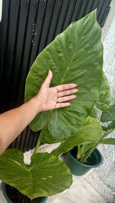 Planta Alocasia ou Orelha de Elefante