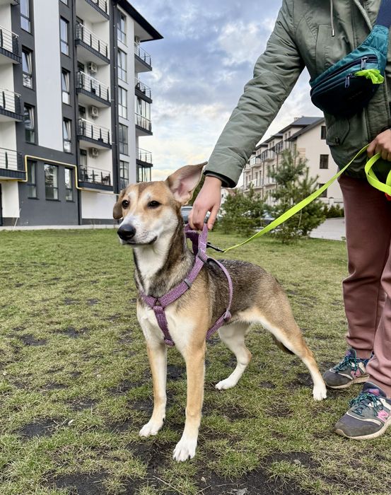 Лола, 9 місяців (собака, метис)