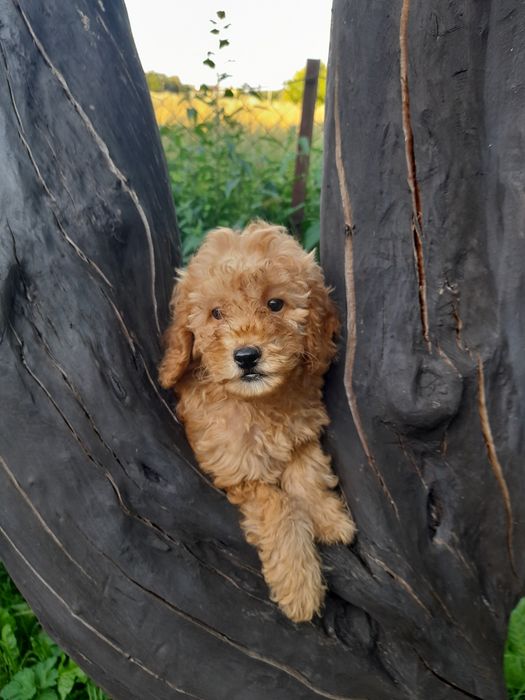 Найгарніші малята той -Пудель.