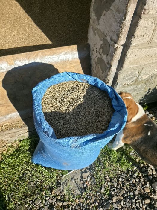 Żyto ozime  dobrze plonuje