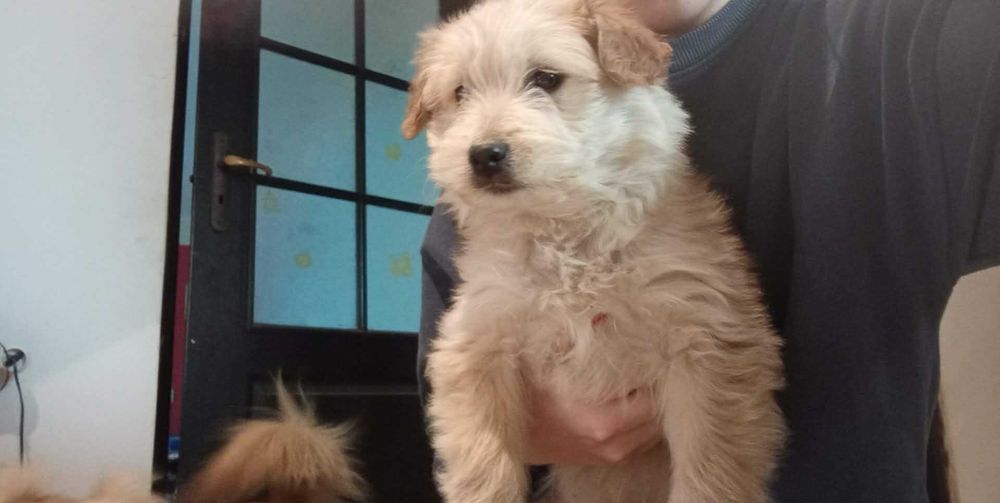 Pieski oddam w dobre ręce