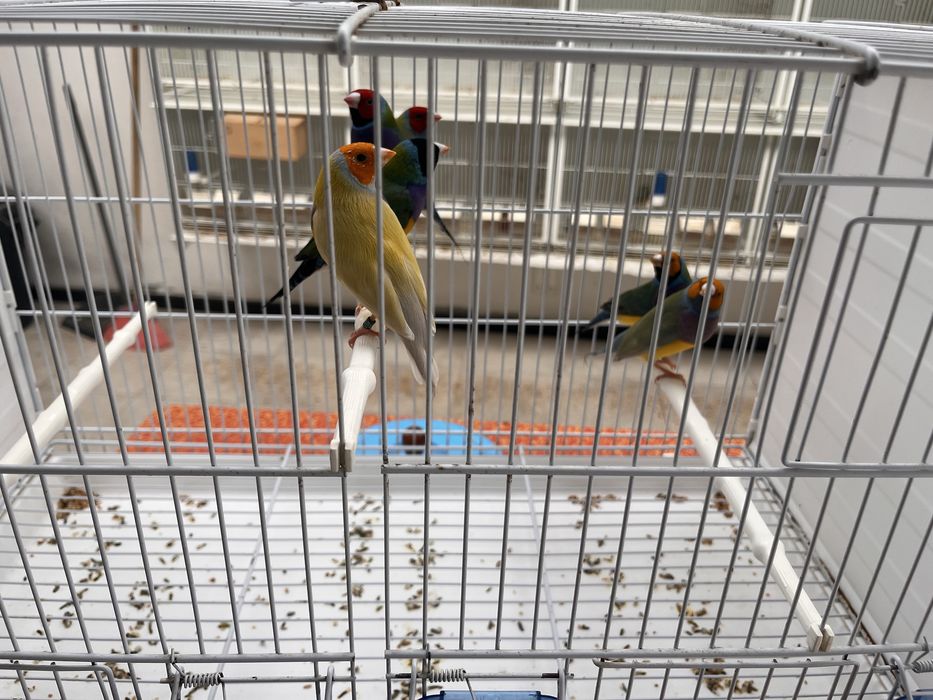 Diamantes de Gould