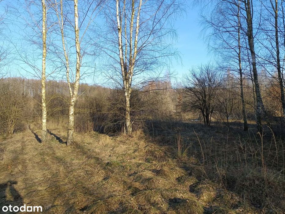 Duża działka rolna z warunkami zabudowy