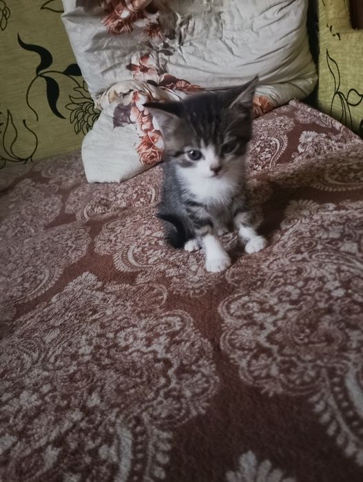 Віддам кошеня дівчинка