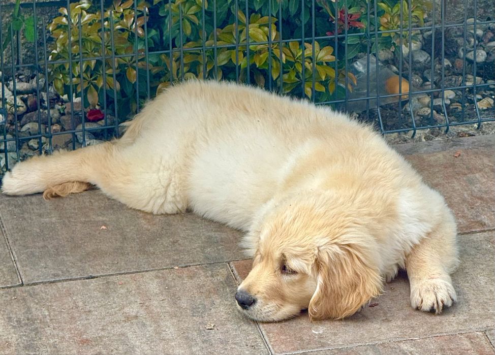 Golden retriver FCI ZKWP samiec pies