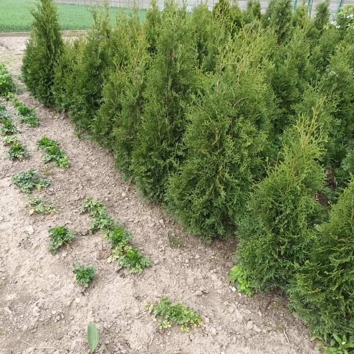 Thuja szmaragd do 140
