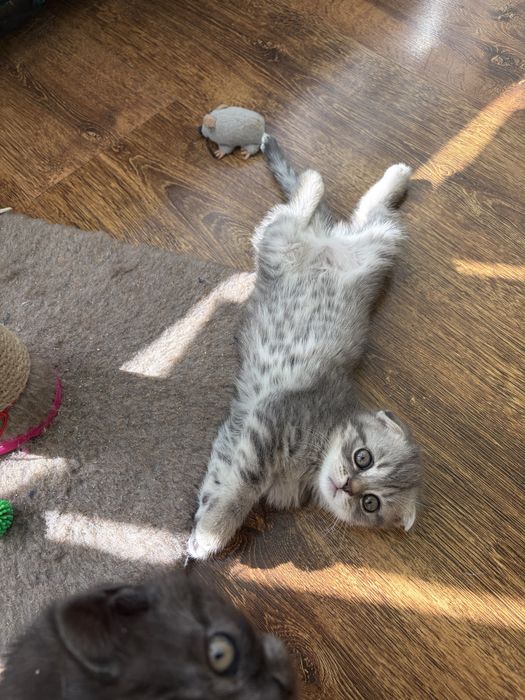Шотландські кошенята